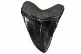 Serrated, Fossil Megalodon Tooth - South Carolina #321313-1